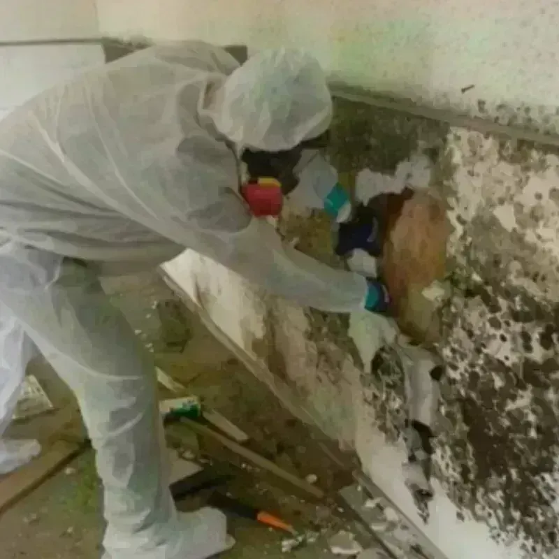 Mold Remediation and Removal in Indian Hills, TX